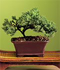 Özel ve etkilemek isteyenler için  bonsai bitkisi minyatür ağaç